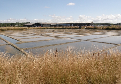 #13 Salé Août 2013 Guérande.JPG
