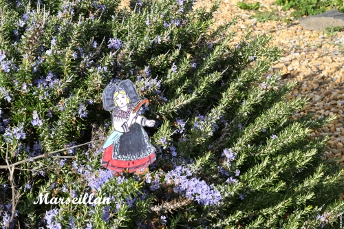 liesele en alsace et dans l'herault (28).JPG