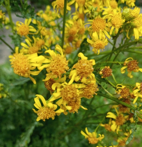 #29 Fleur en macro.jpg