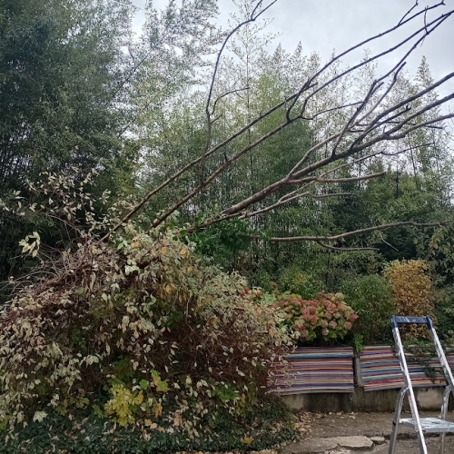 2025 10 27 chute arbre copro (11).jpg