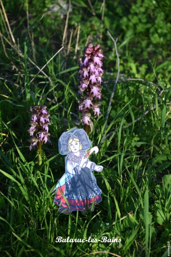 liesele en alsace et dans l'herault (6).JPG