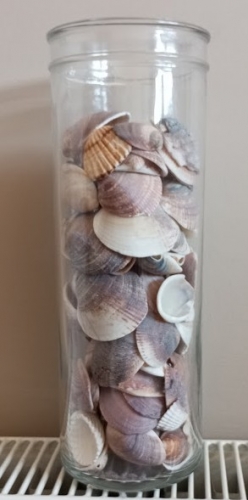 #27 Coquille Coquillage.jpg