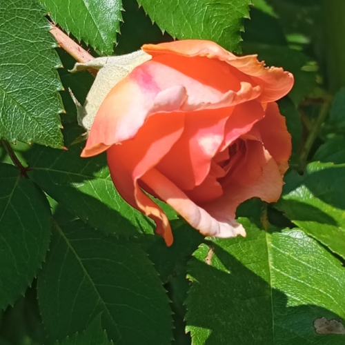 #29 Fleur(s) 20260717.jpg