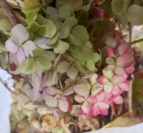 #52 Mon année en une photo.jpg