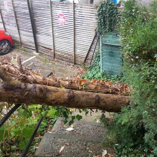 2025 10 27 chute arbre copro (1).jpg