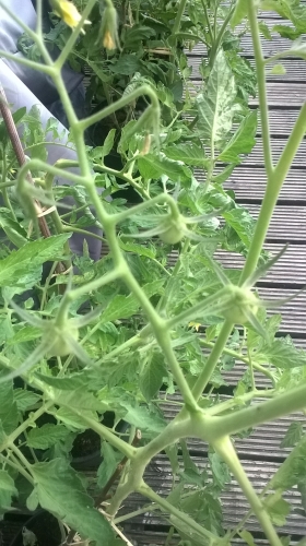 04 juillet 2018 bébés tomates (1).jpg