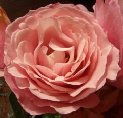 Rose 1.JPG