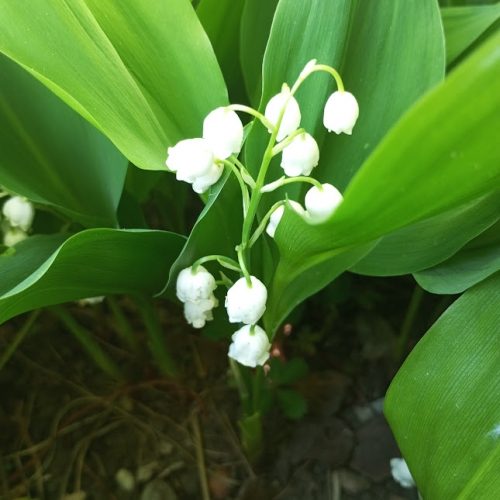 #17 Fleuri 20250501.jpg